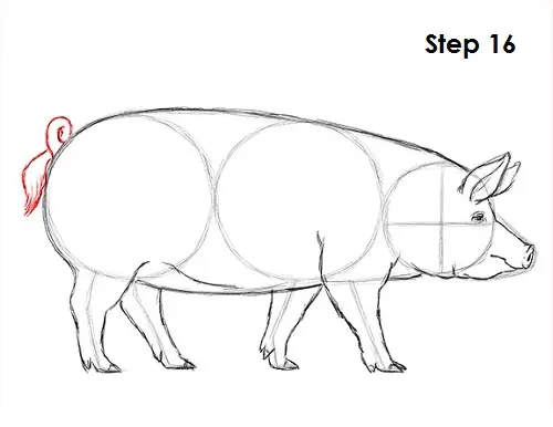 draw pig 16