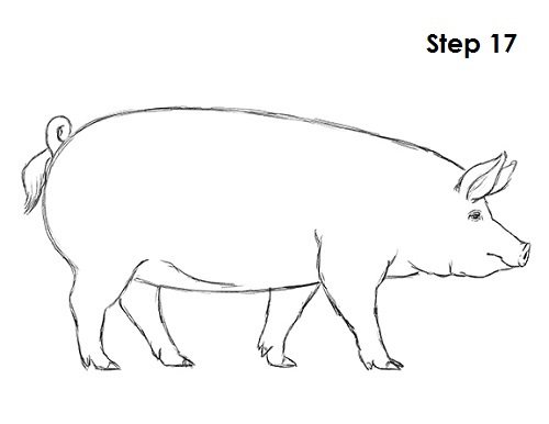 How to Draw a Pig