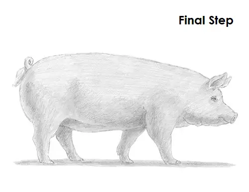 Pig Drawing Draw a Pig