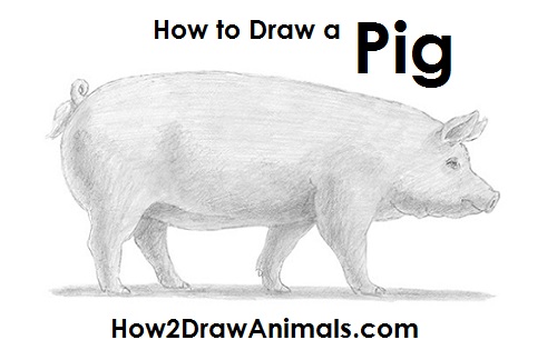 How to Draw a Pig