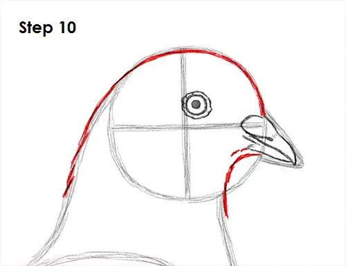 Pigeon Bird Drawing 10 Draw Pigeon Bird 10