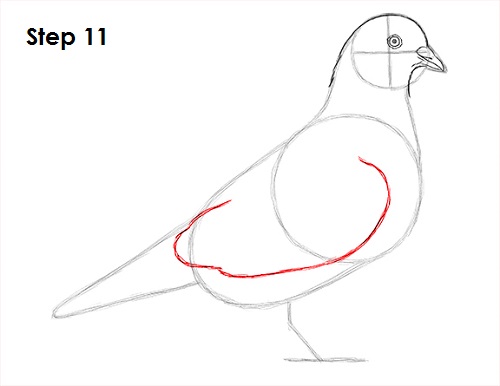 Pigeon Bird Drawing 11 Draw Pigeon Bird 11