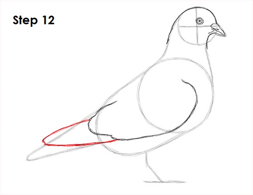 Pigeon Bird Drawing 12 Draw Pigeon Bird 12