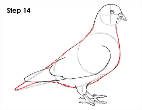 Pigeon Bird Drawing 14 Draw Pigeon Bird 14
