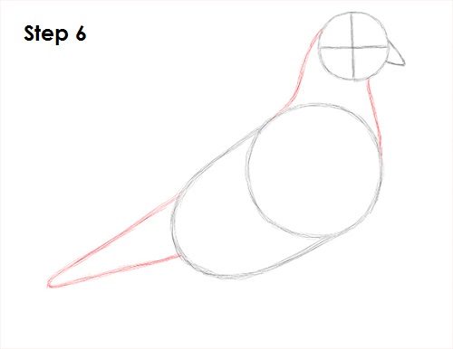 Pigeon Bird Drawing 6 Draw Pigeon Bird 6