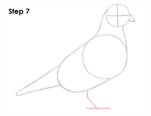 Pigeon Bird Drawing 7 Draw Pigeon Bird 7