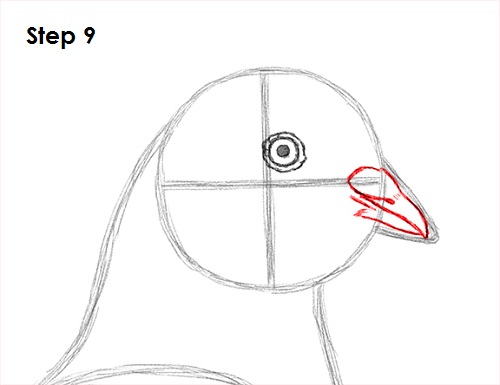 Pigeon Bird Drawing 9 Draw Pigeon Bird 9