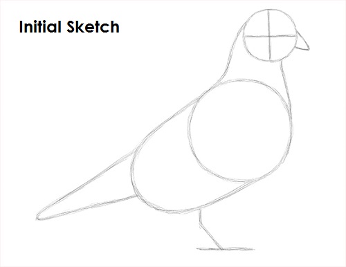 Pigeon Bird Drawing Sketch Draw Pigeon Bird Sketch