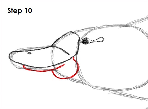 Platypus Drawing 10 Draw Platypus 10