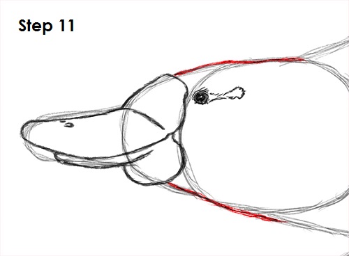 Platypus Drawing 11 Draw Platypus 11