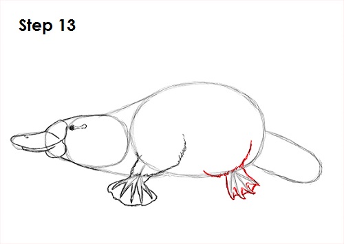 Platypus Drawing 13 Draw Platypus 13