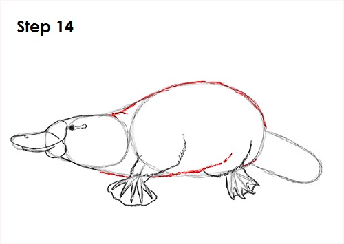Platypus Drawing 14 Draw Platypus 14