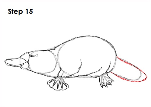 Platypus Drawing 15 Draw Platypus 15