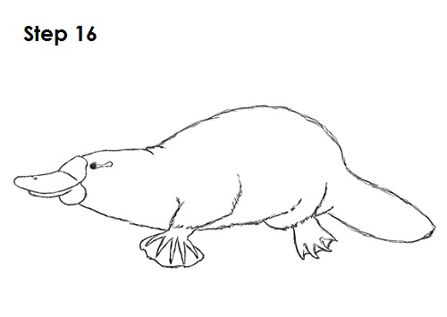 Platypus Drawing 16 Draw Platypus 16