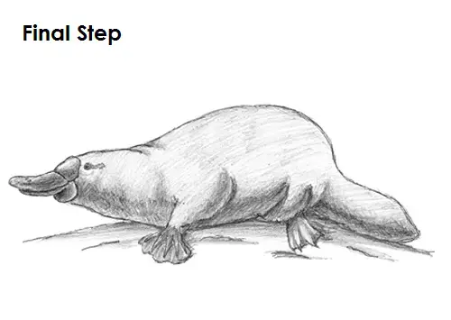 Platypus Drawing Last Draw Platypus Final