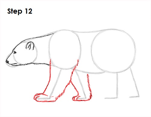 Polar Bear Drawing 12 Draw Polar Bear 12