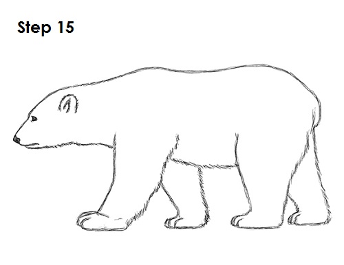 Polar Bear Drawing 15 Draw Polar Bear 15