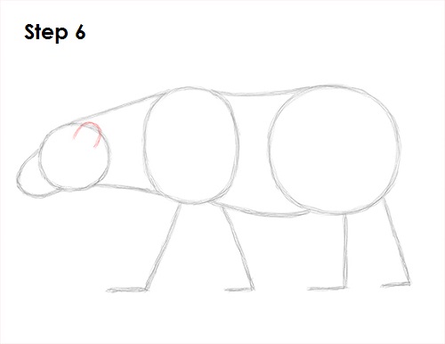 Polar Bear Drawing 6 Draw Polar Bear 6