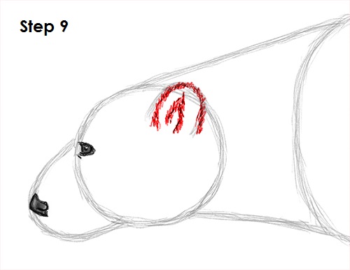Polar Bear Drawing 9 Draw Polar Bear 9