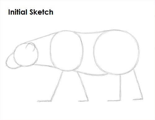 Polar Bear Drawing Sketch Draw Polar Bear Sketch