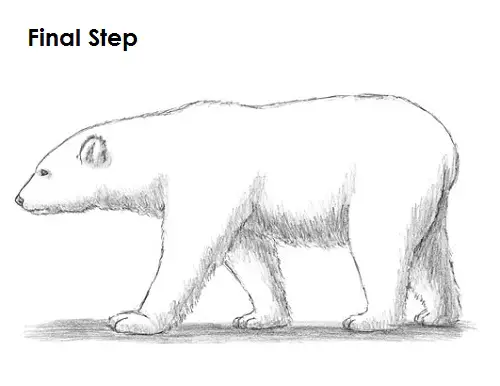 Polar Bear Drawing Last Draw Polar Bear Final