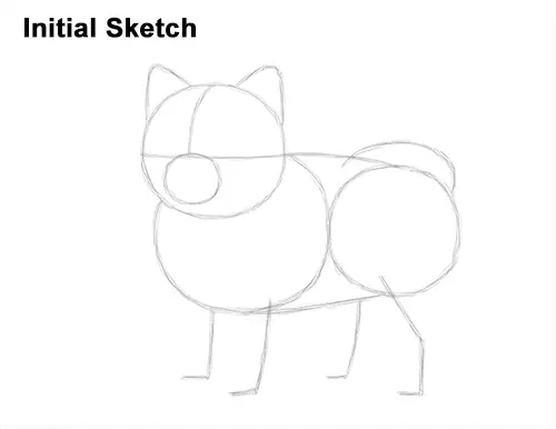 how to draw a cute pomeranian puppy dog initial sketch