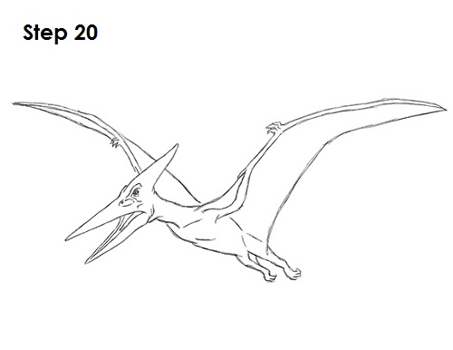 How to Draw a Pteranodon