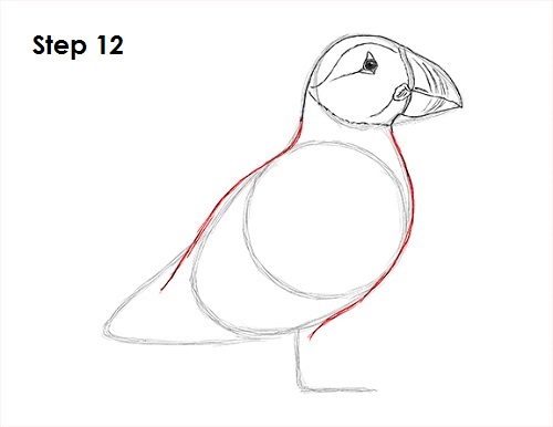 Puffin Bird Drawing 12 Draw Puffin Bird 12