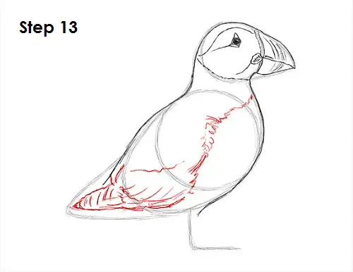Puffin Bird Drawing 13 Draw Puffin Bird 13