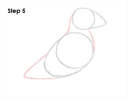 Puffin Bird Drawing 5 Draw Puffin Bird 5