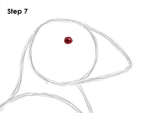 Puffin Bird Drawing 7 Draw Puffin Bird 7