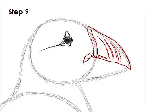 Puffin Bird Drawing 9 Draw Puffin Bird 9