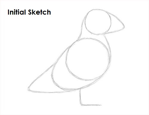 Puffin Bird Drawing Sketch Draw Puffin Bird Sketch