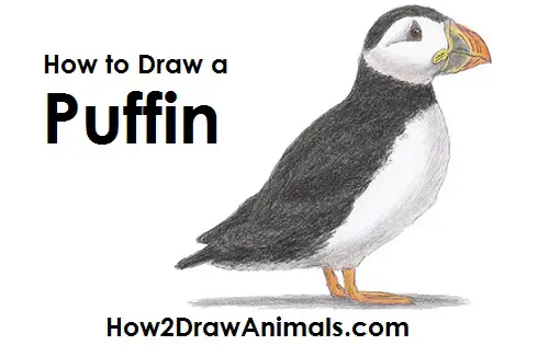 Draw a Puffin Bird Draw Puffin Bird