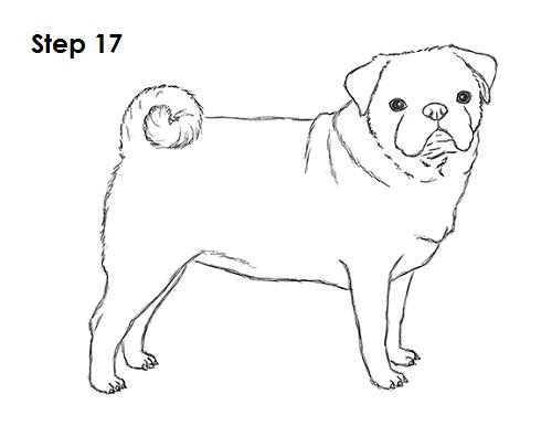 draw pug drawing draw pug drawing