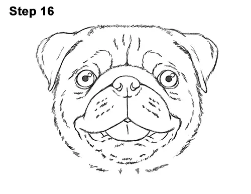Pug Face Line Drawing : How to draw a pug head detail