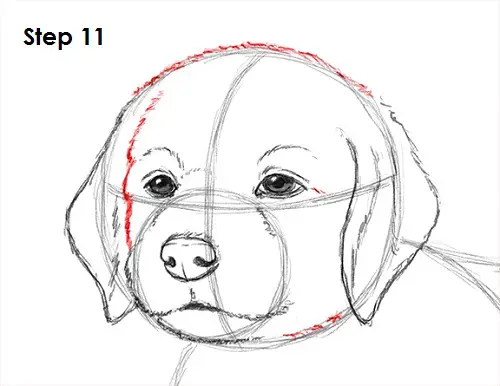 Puppy Dog Drawing 11 Draw Puppy Dog 11