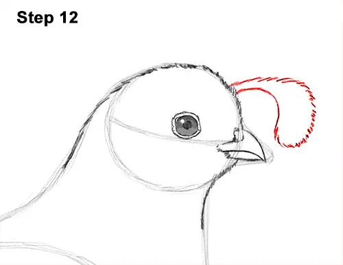 draw california quail 12 step