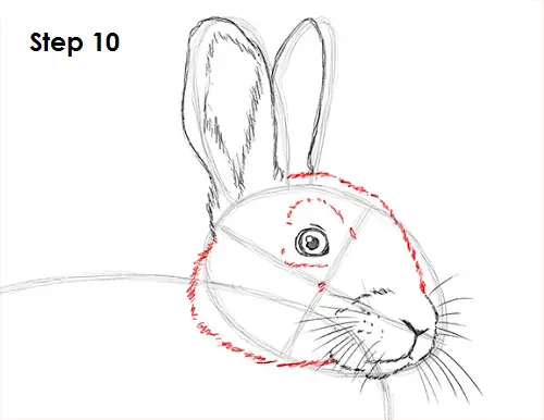 Rabbit Drawing 10 Draw Rabbit 10