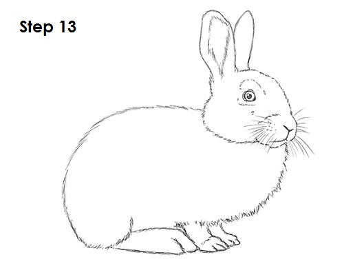 Rabbit Drawing 13 Draw Rabbit 13