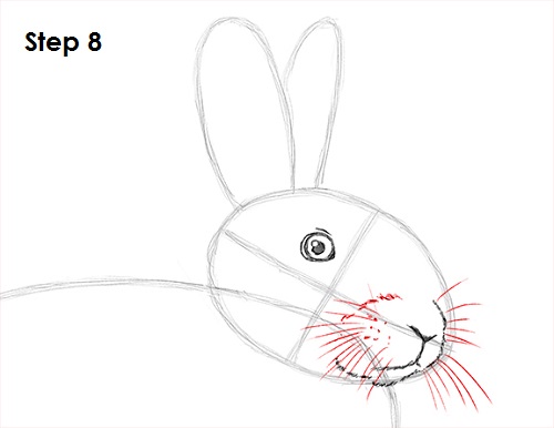 Rabbit Drawing 8 Draw Rabbit 8