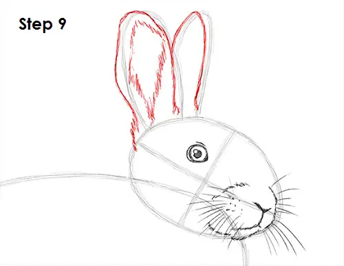 Rabbit Drawing 9 Draw Rabbit 9