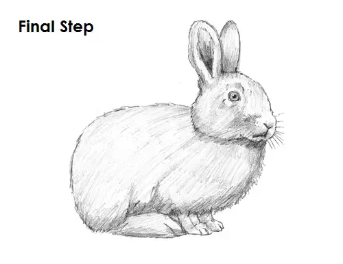 Rabbit Drawing Final Draw Rabbit Last