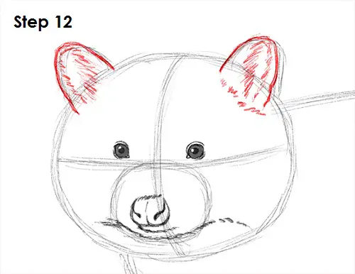 Raccoon Drawing 12 Draw Raccoon 12
