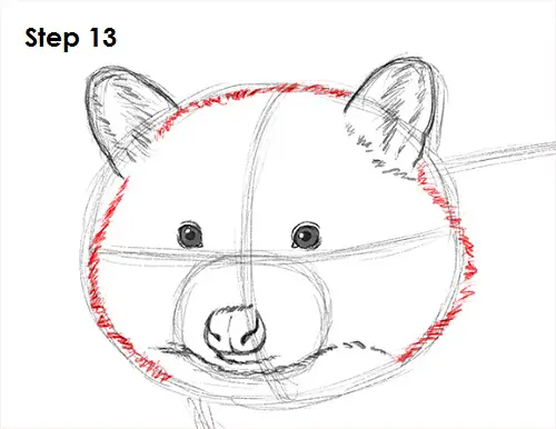Raccoon Drawing 13 Draw Raccoon 13