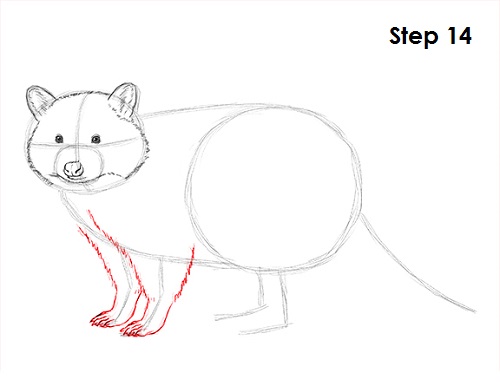 Raccoon Drawing 14 Draw Raccoon 14