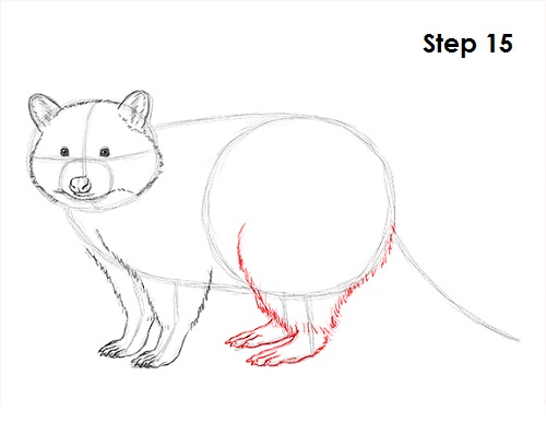 Raccoon Drawing 15 Draw Raccoon 15