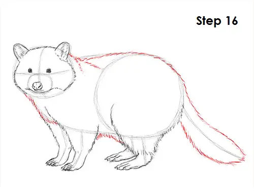 Raccoon Drawing 16 Draw Raccoon 16