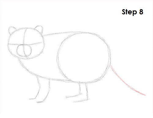 Raccoon Drawing 8 Draw Raccoon 8