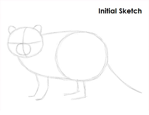 Raccoon Drawing Sketch Draw Raccoon Sketch